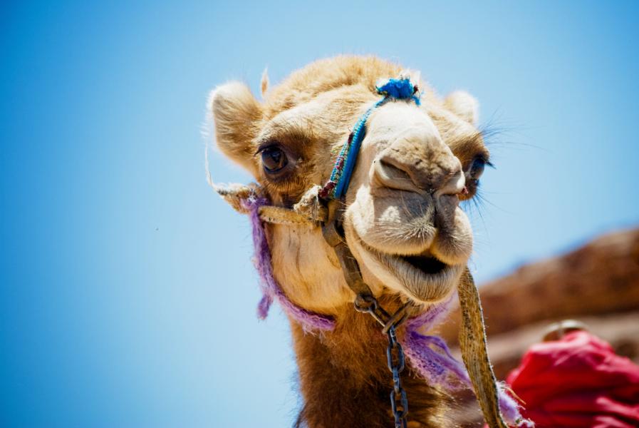 camel_closeup