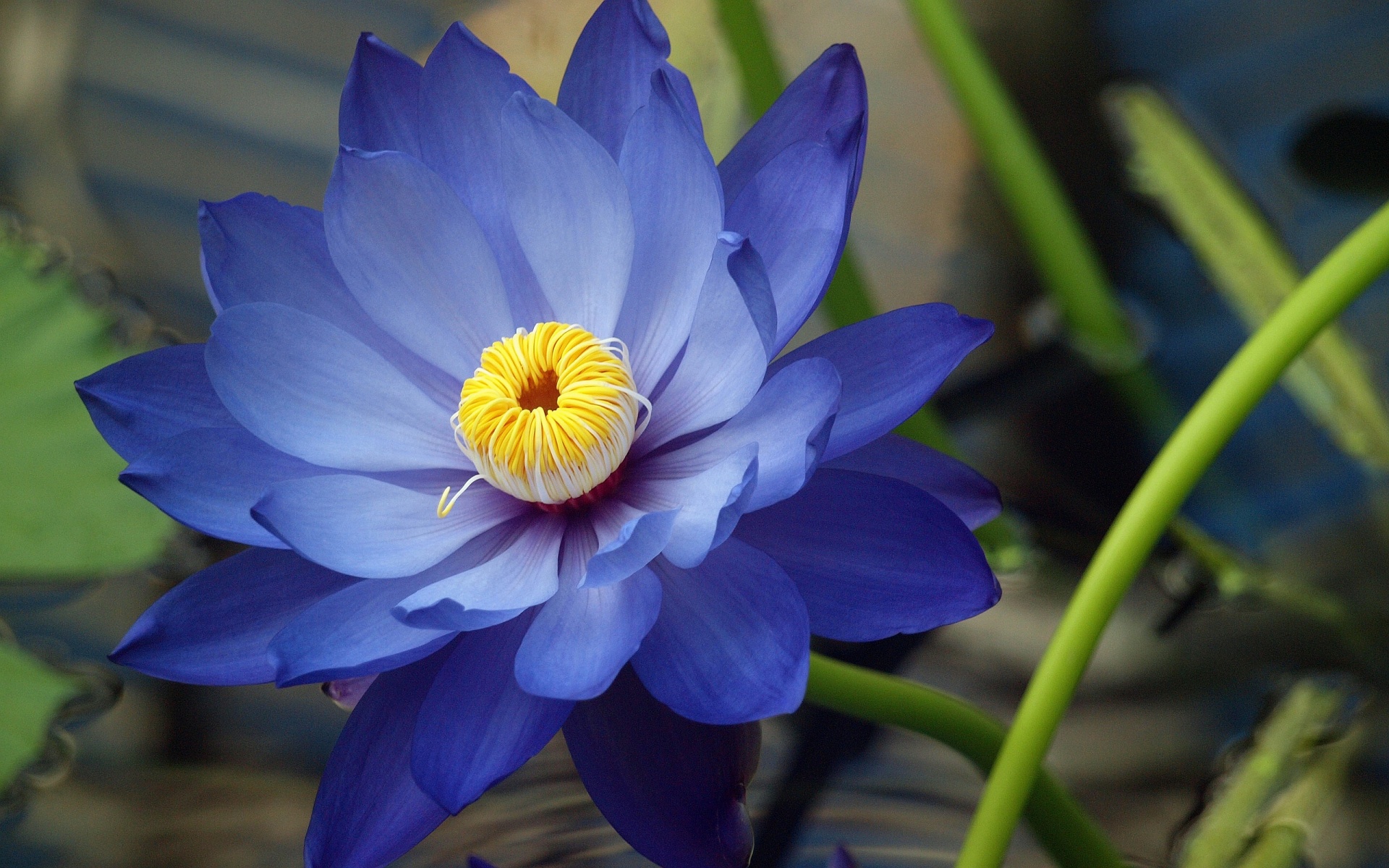 8589130571622-blue-lotus-blue-flower-wallpaper-hd