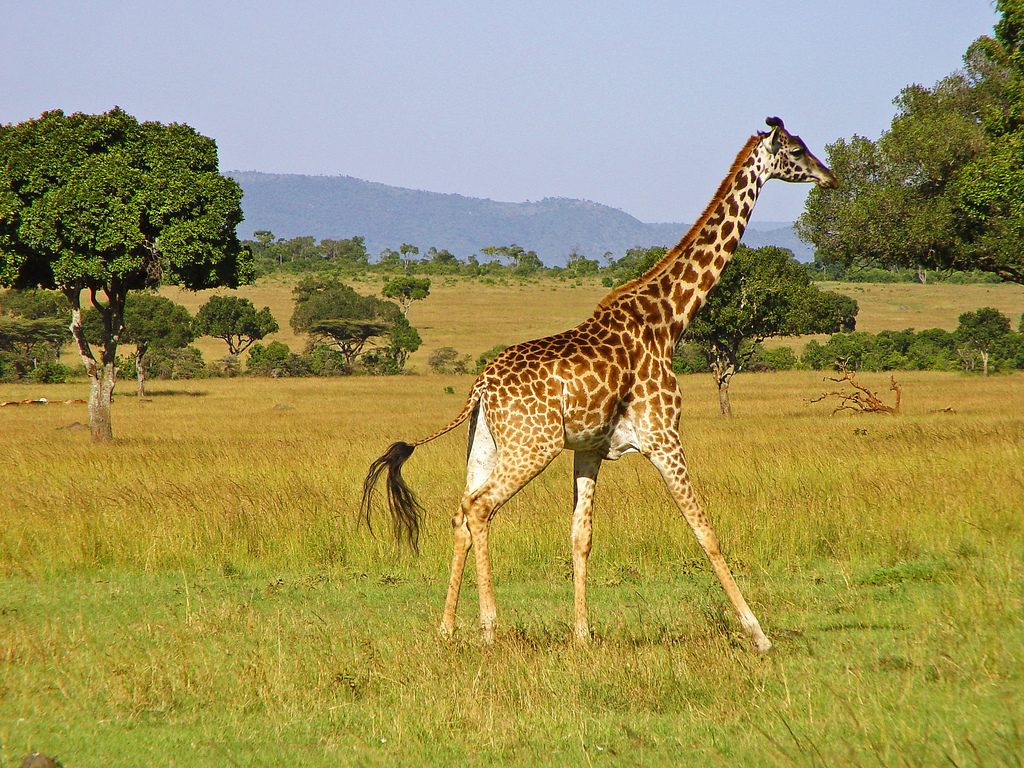 giraffe 5