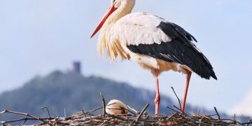 Արագիլները